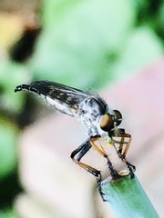 Neoitamus flavofemoratus