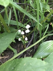 Convallaria majalis