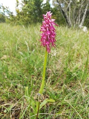 Orchis × bergonii