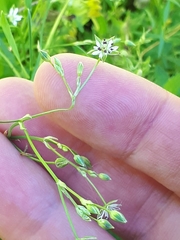 Microbotryum stellariae