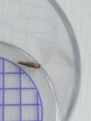 Tinea trinotella