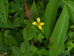 Ranunculus silerifolius