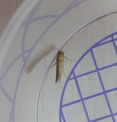 Tinea trinotella