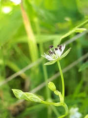 Microbotryum stellariae