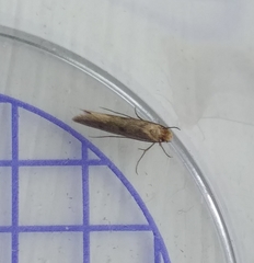 Tinea trinotella