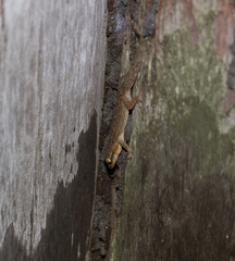 Lepidodactylus lugubris