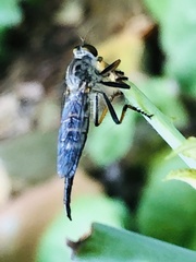 Neoitamus flavofemoratus