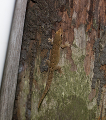 Lepidodactylus lugubris