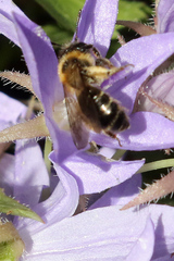 Andrena bicolor