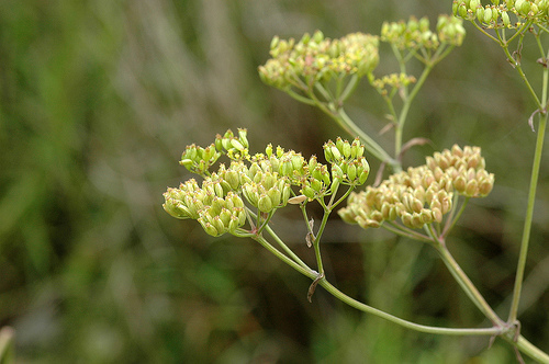 Poison Parsnip (Chittenden County, Vermont - Invasives) · iNaturalist