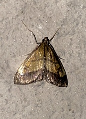 Evergestis limbata