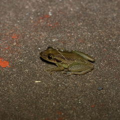 Scinax ruber