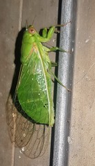Chlorocysta vitripennis