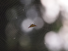 Gasteracantha sauteri