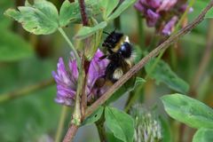 Bombus sichelii