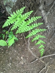 Cystopteris bulbifera