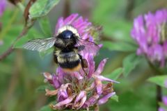 Bombus sichelii