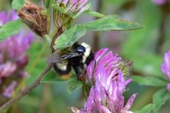 Bombus sichelii