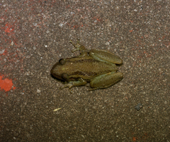Scinax ruber