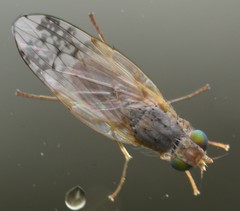 Acanthiophilus helianthi