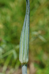 Allium flavum