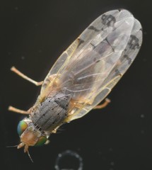 Acanthiophilus helianthi