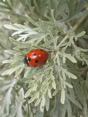 Coccinella septempunctata