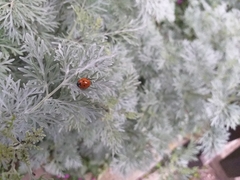 Coccinella septempunctata