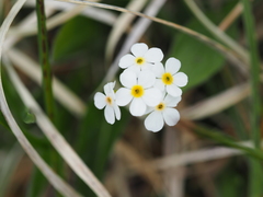 Androsace chamaejasme