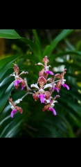 Vanda tricolor