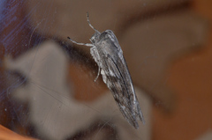 Capusa cuculloides