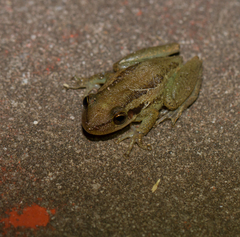Scinax ruber