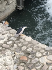 Nycticorax nycticorax