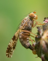 Tephritis vespertina