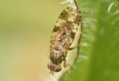 Tephritis vespertina