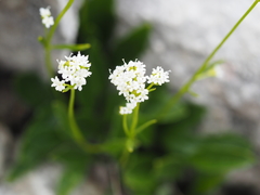 Valeriana saxatilis