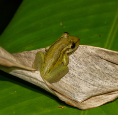 Scinax ruber