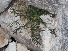 Arabis pumila