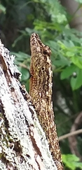 Anolis sulcifrons