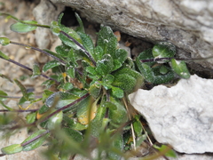 Arabis pumila