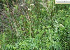 Syneilesis aconitifolia