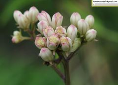 Syneilesis aconitifolia