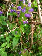 Prunella vulgaris