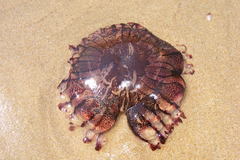 Chrysaora agulhensis