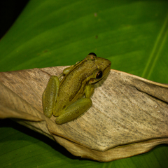 Scinax ruber