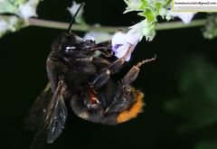 Bombus ignitus