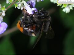 Bombus ignitus