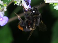 Bombus ignitus