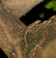 Lepidodactylus lugubris