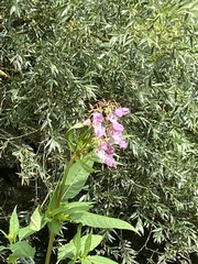 Impatiens glandulifera